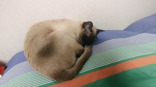 乖乖睡觉的暹罗猫