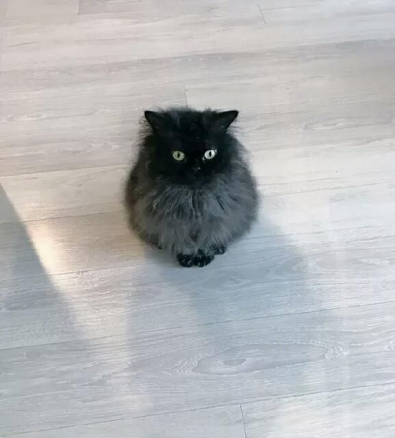 网友家里的小“煤球”网友：总有一个把你“萌”到心都化