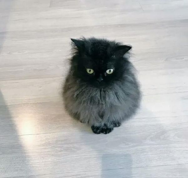 网友家里的小“煤球”网友：总有一个把你“萌”到心都化