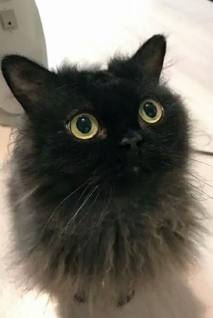 网友家里的小“煤球”网友：总有一个把你“萌”到心都化