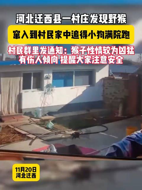 11月20日，河北迁西县，一村庄发现野猴窜入到村民家中，追得小狗满院跑