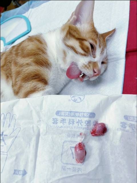 瑞派曹浪峰宠物医院绝育手术获赞,河河术后次日战胜邻居大胖