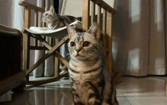 虎斑猫只认一个主人吗