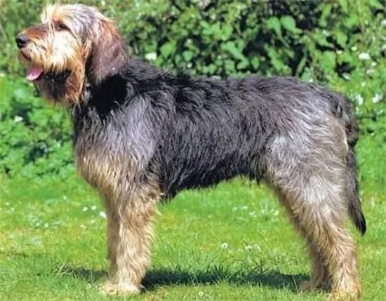 奥达猎犬的起源和历史