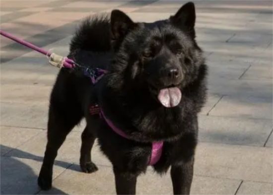 五黑土狗多少钱一只