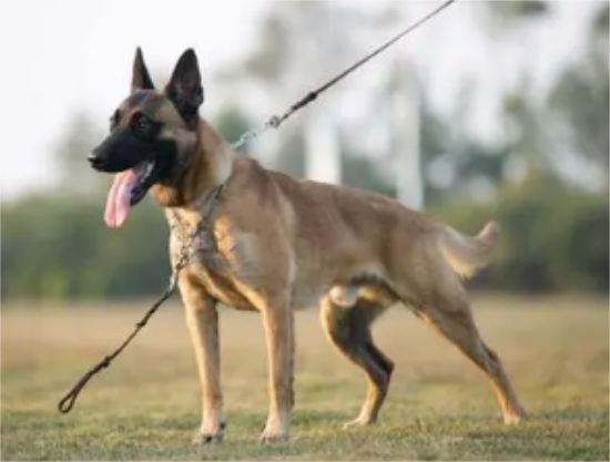 训练马犬搜索能力的方法，这里可以了解~