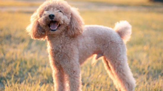 贵宾和泰迪哪个贵一点?