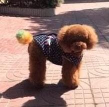 高铁宠物托运服务_12306猫咪托运价格表_京沪高铁宠物托运试点