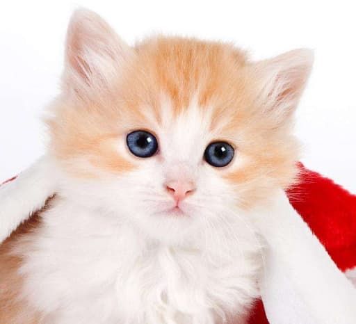 高铁宠物托运服务_宠物高铁运输箱_法国上海国际宠物托运价格