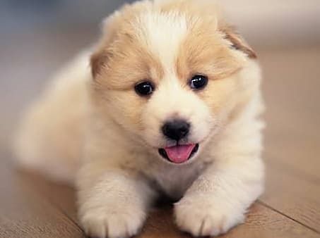 铁路部门宠物运输试点_西安宠物上海国际托运价格_京沪高铁宠物托运服务