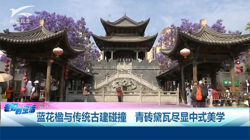 蓝花楹与传统古建碰撞 青砖黛瓦尽显中式美学