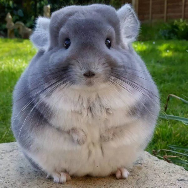 养什么小宠物最好