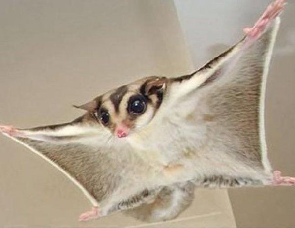 有什么适合家养的小宠物