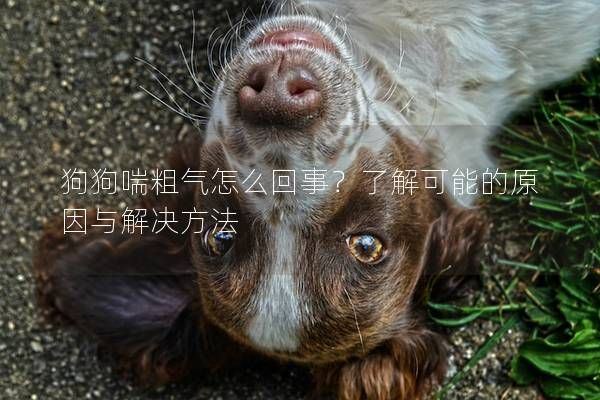 狗狗喘粗气怎么回事？了解可能的原因与解决方法