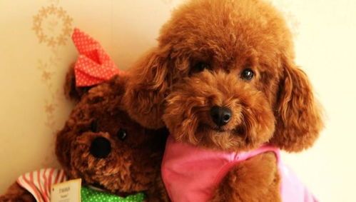 “泰迪喘咳，速看宠物用药攻略！”