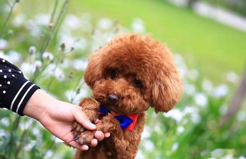 “泰迪喘咳，速看宠物用药攻略！”