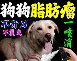 小狗喘吃啥药（宠物看病这些你需要知道的事情）