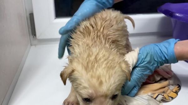 被救的流浪小狗狗第一次洗澡，洗完又是漂漂亮亮的小可爱咯~