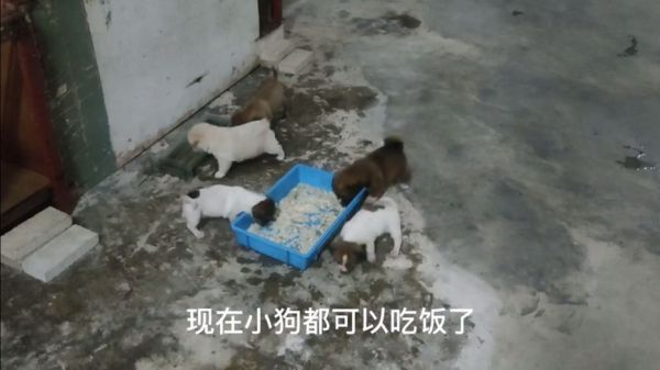 晚上下班去看小狗，发现小狗都可以吃饭了，还吃得津津有味