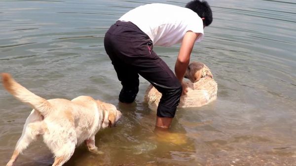 今天帮这2条狗狗洗个澡，看它们的样子很享受