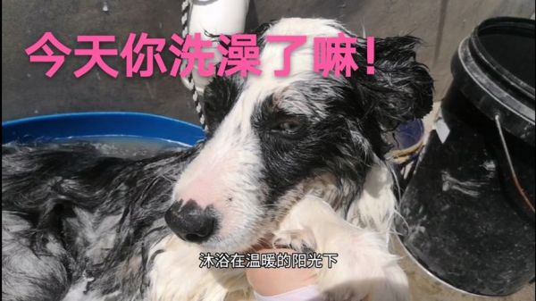 去宠物店洗澡要100块，自己在家洗可以嘛？也太难了#西瓜新人#