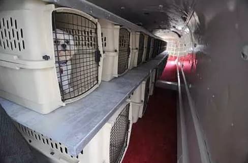 宠物托运方式_宠物狗运输方式_宠物托运青岛