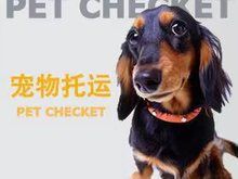 宁波宠物托运可选择空调专车,火车,空运