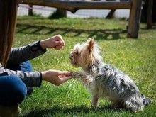 宁波象山宠物定点大小便训练 宠物狗行为训练 可接送-收费标准