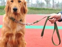 宁波宠物定点大小便训练