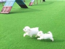 宁波余姚正规宠物训练学校 宠物狗狗行为训练 可接送-诚信保障