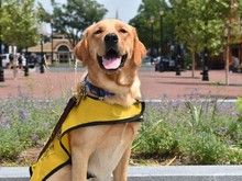 宁波宠物行为纠正 训犬