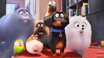 阿古斯宠物圈：宠物生活分享站