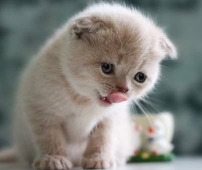  高铁宠物托运预约流程 _上海国际东方航空宠物托运_