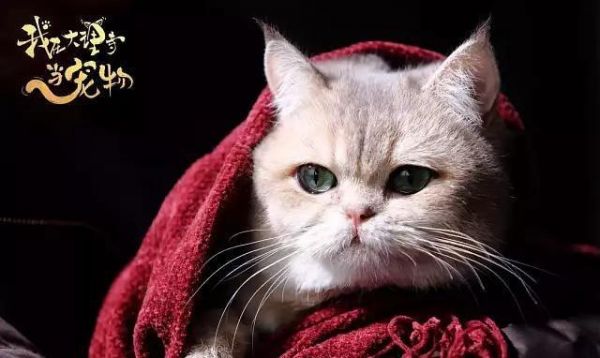 何以解忧？唯有吸猫！《我在大理寺当宠物》怕是要萌坏猫奴！