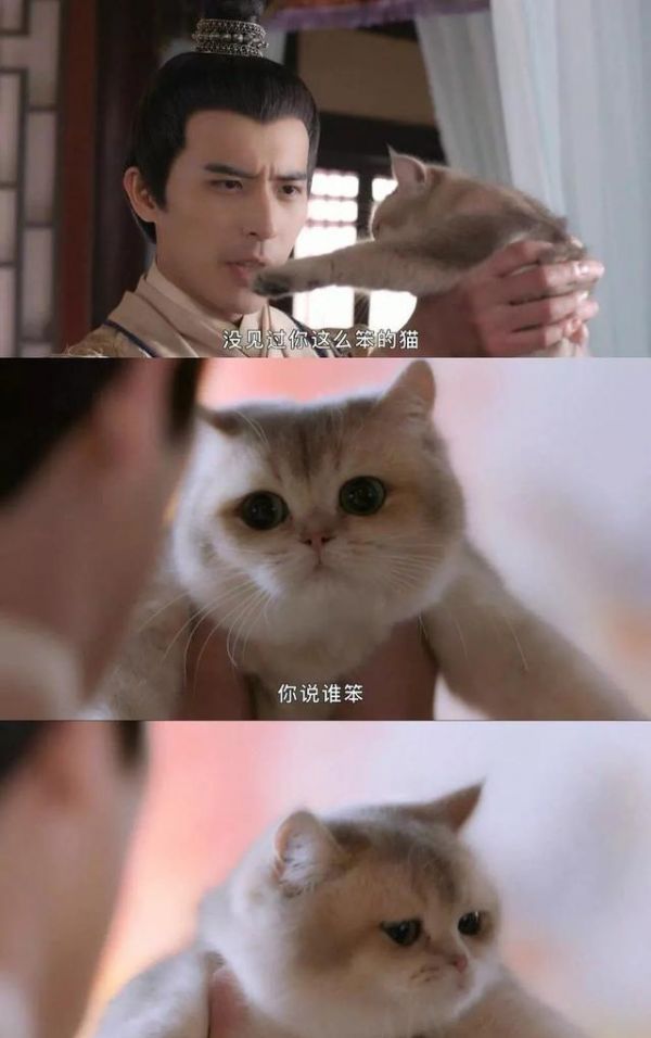 何以解忧？唯有吸猫！《我在大理寺当宠物》怕是要萌坏猫奴！