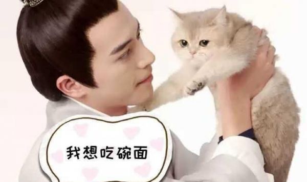 何以解忧？唯有吸猫！《我在大理寺当宠物》怕是要萌坏猫奴！