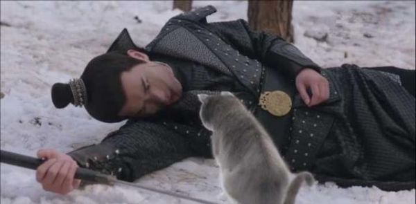 何以解忧？唯有吸猫！《我在大理寺当宠物》怕是要萌坏猫奴！