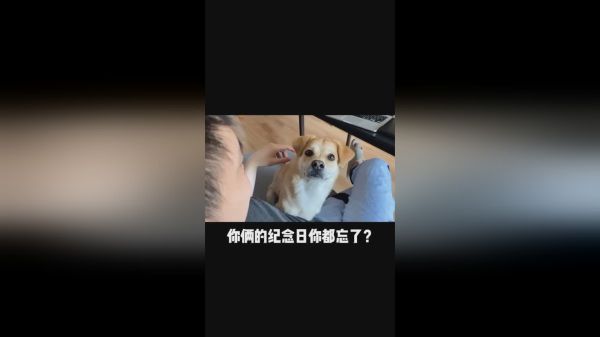 直男就是朽木不可雕也狗子