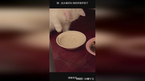 猫：这水真好玩 我的手都开花了