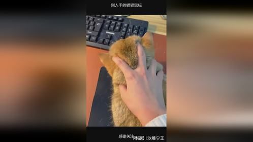 刚入手的猫猫鼠标