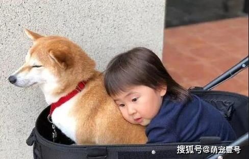 养狗的好处和养宠物的利弊分析，你全知道吗？