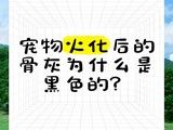 杨浦区宠物殡葬中心地址-上海宠物火化殡葬善终 24小时营业 价格透明