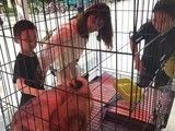 上海普陀区宠物养老沪语热线 上海本地人组织