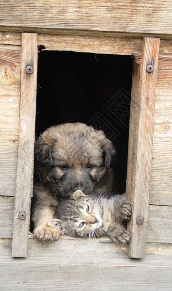 家里有猫狗宠物墙纸高清图片