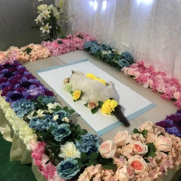 南京高淳实体门店宠物火化