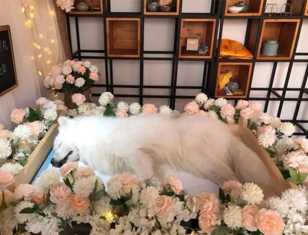 南京高淳实体门店宠物火化
