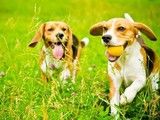 南京栖霞狗狗行为问题纠正 习惯纠正 -宠爱多训犬学校