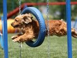 南京高淳宠物狗上门训犬训练-宠物训练中心 专业教练