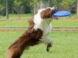 重庆北碚宠物狗狗训练训狗不打骂-训犬教练电话
