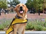 训犬学校-重庆宠物训练中心